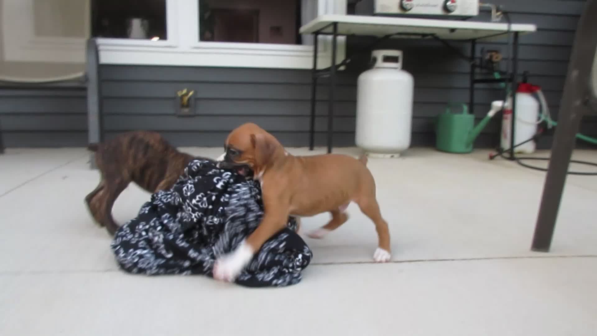 Boxer dogs for sale: Forrest - Video 1