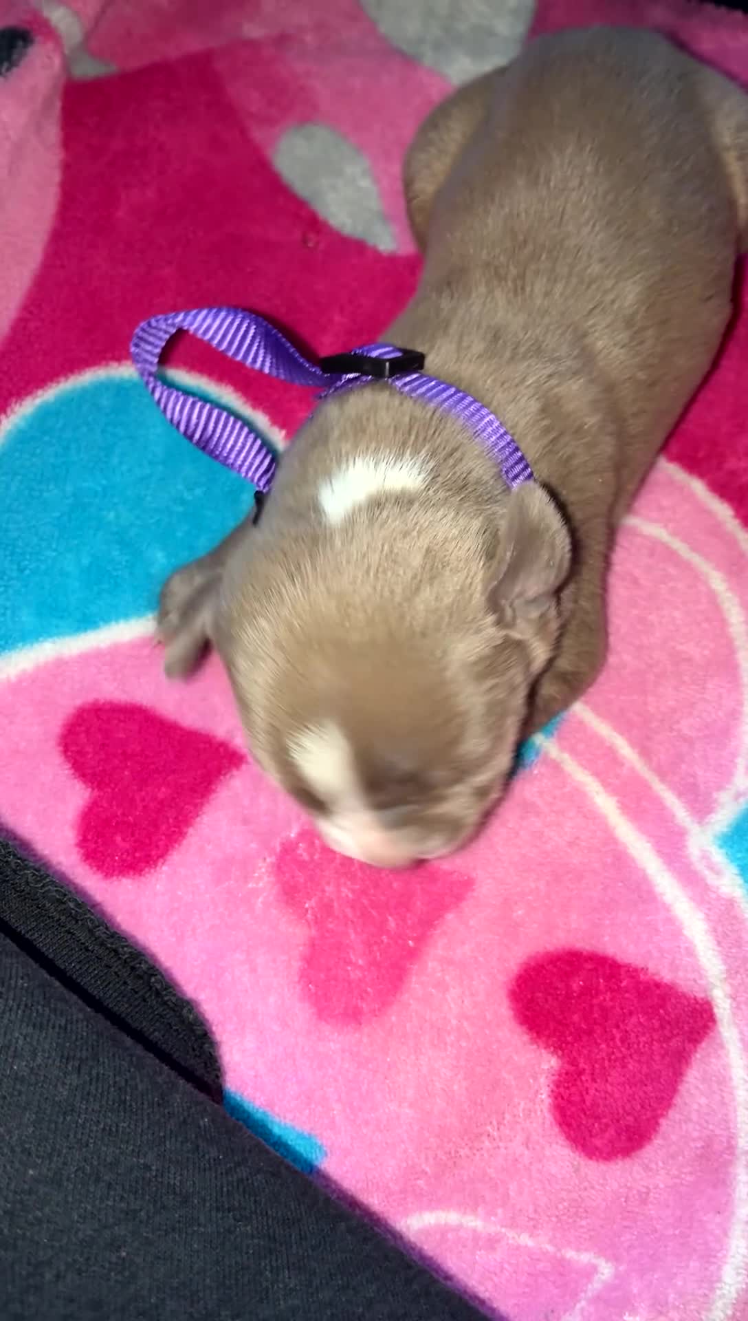 Mixed Breed dogs for sale: Mixed Breed Puppy 4 - Video 1