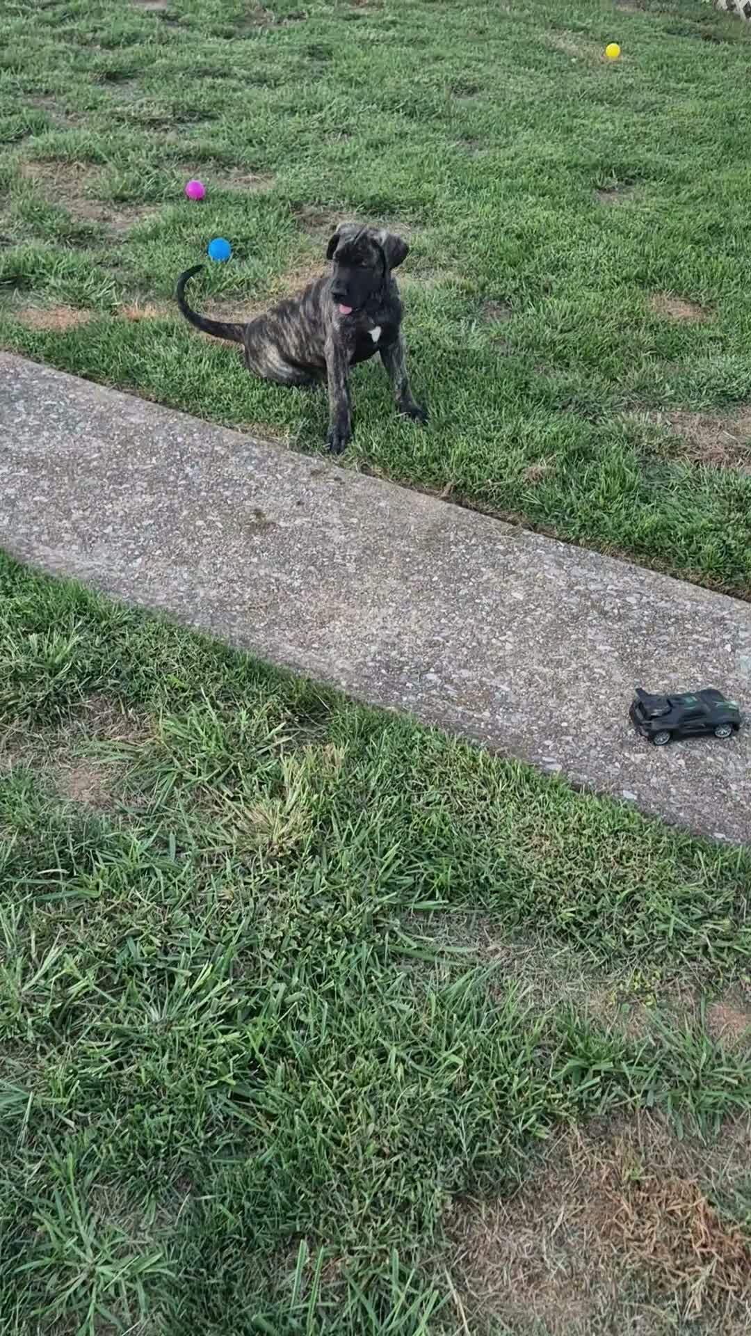 Great Dane dogs for sale: Fury - Video 1