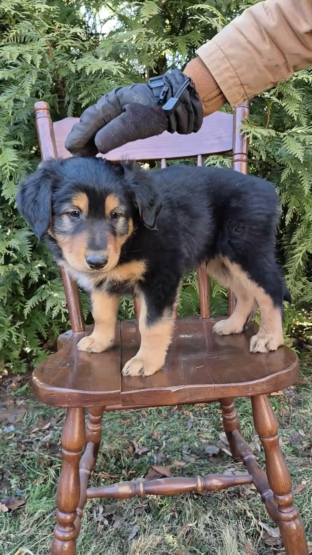 English Shepherd dogs for sale: English Shepherd Toby - Video 1