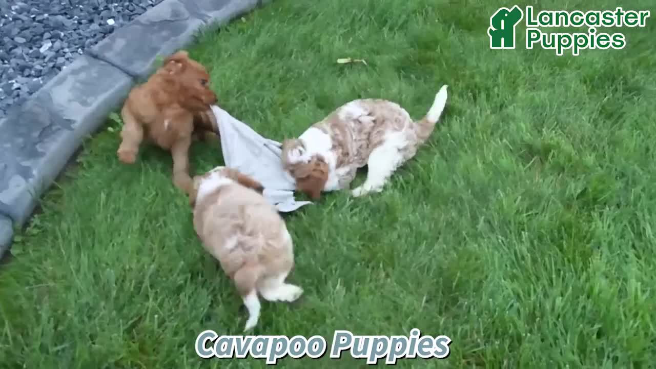 Cavapoo dogs for sale: Milo - Video 1