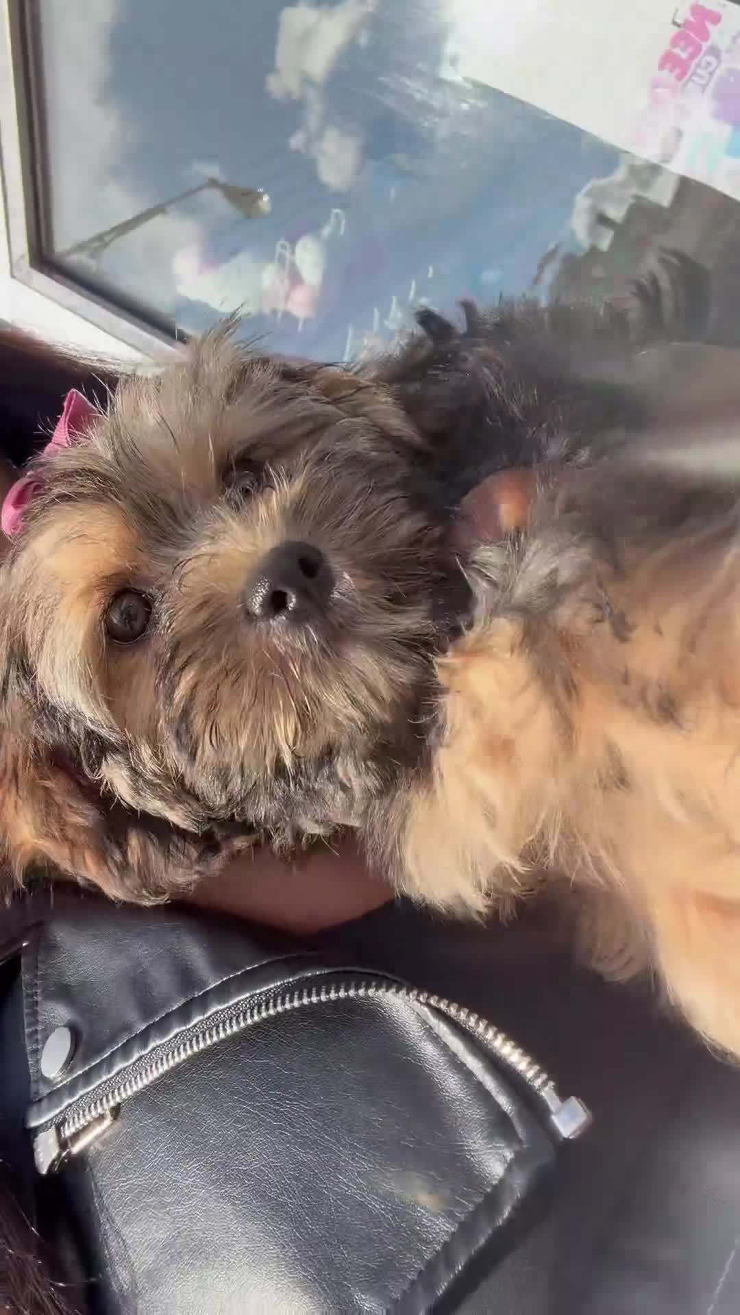 Shorkie dogs for sale: Joseline - Video 1