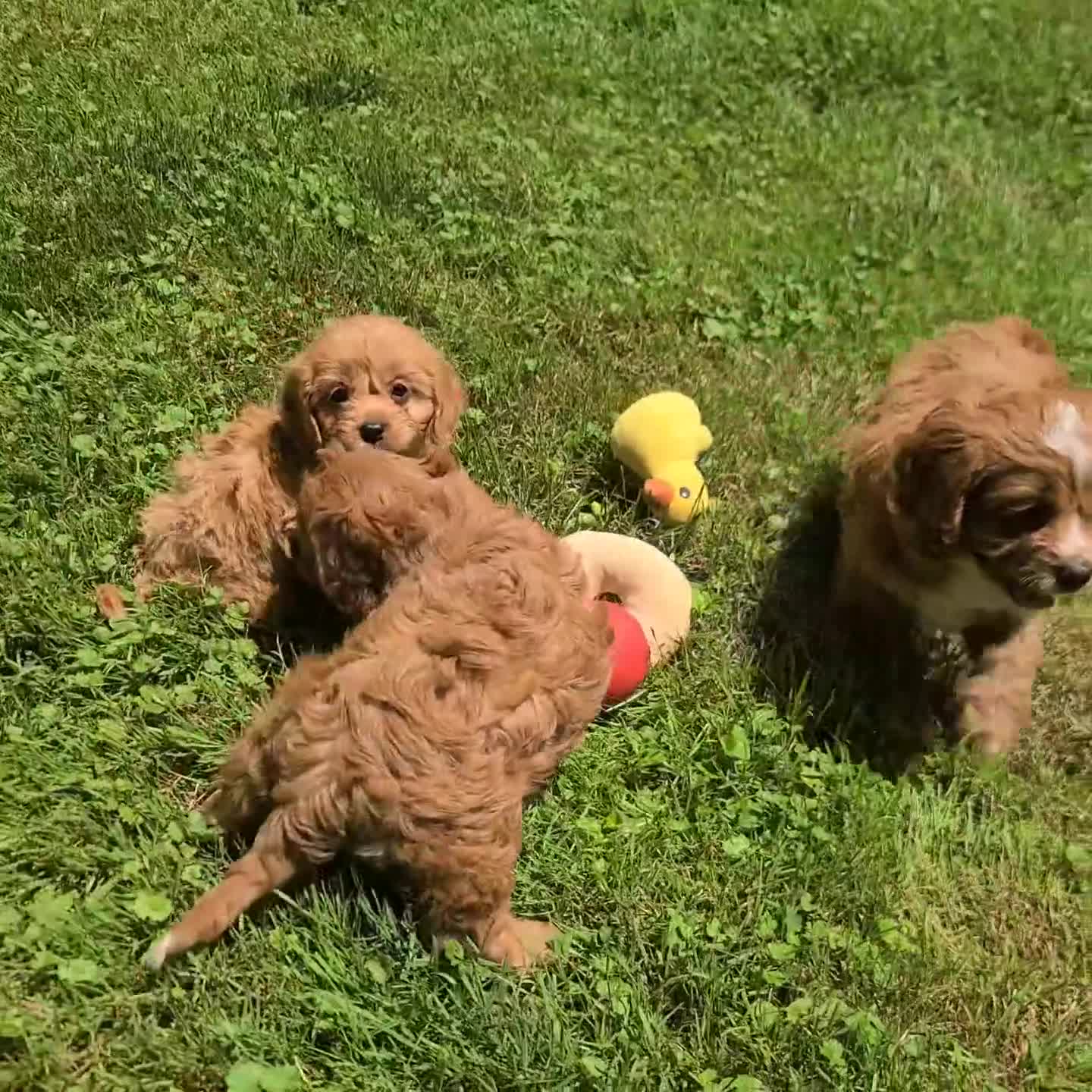 Cavapoo dogs for sale: Molly - Video 1
