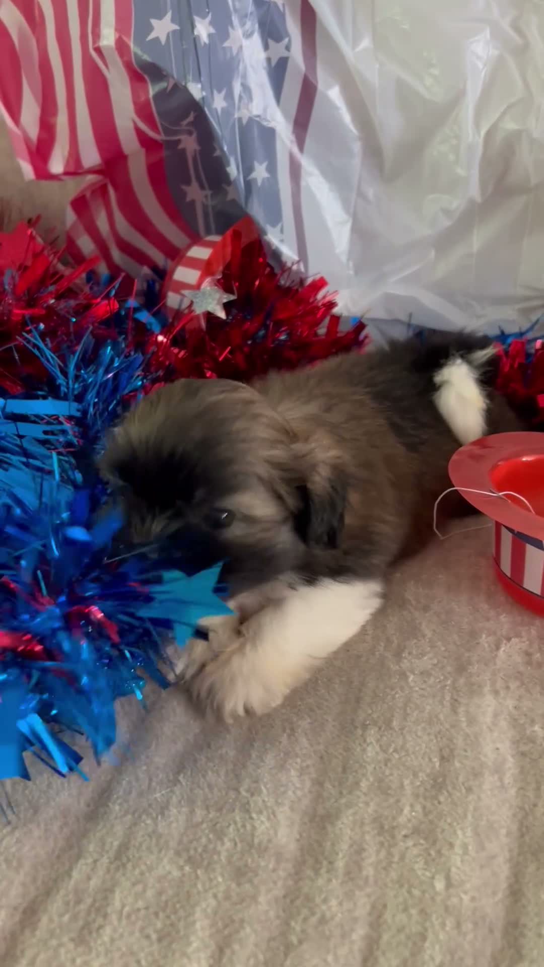 Shih Tzu dogs for sale: Zane - Video 1