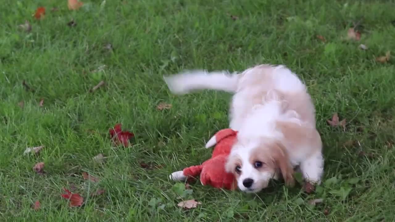 Cavapoochon dogs for sale: Kobe - Video 1