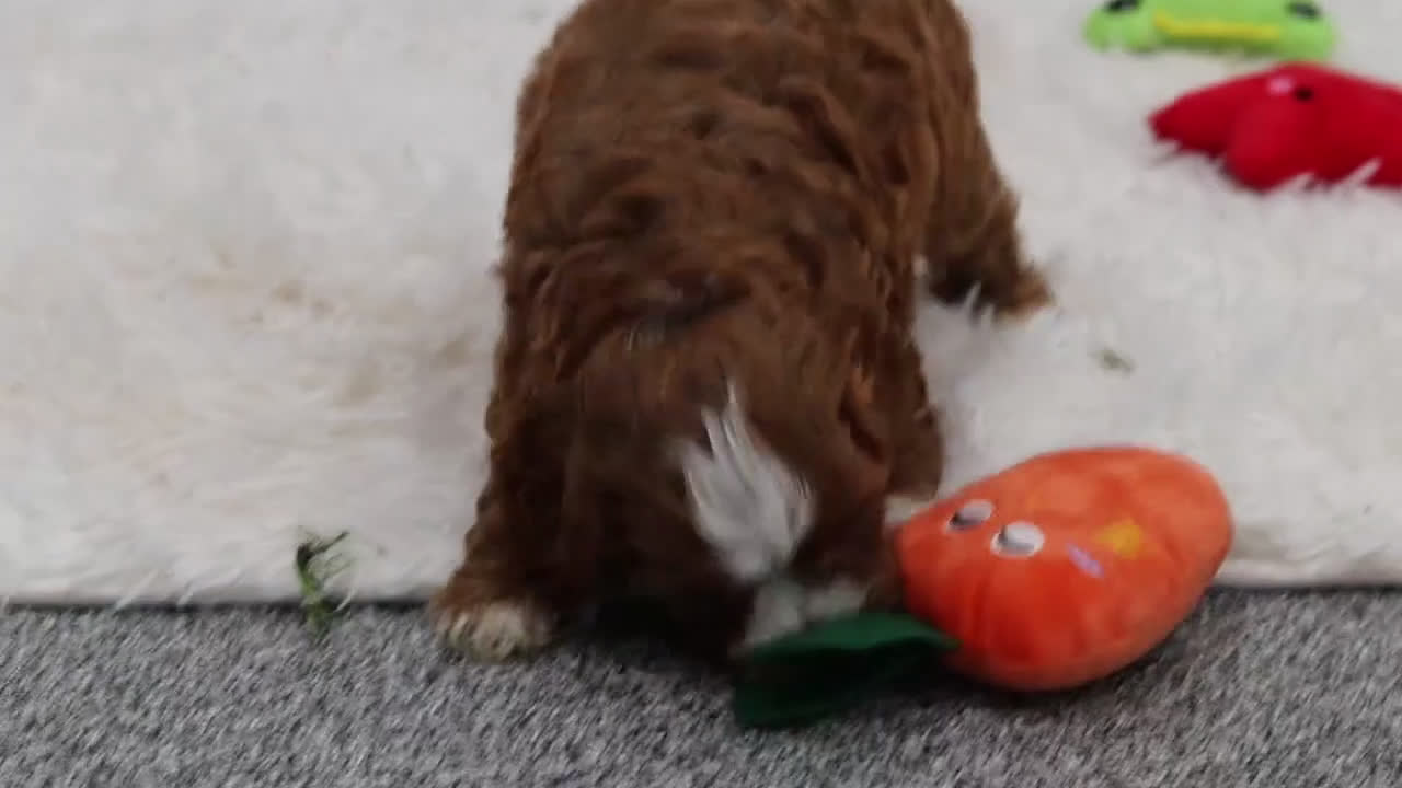 Cavapoo dogs for sale: Minnie - Video 1