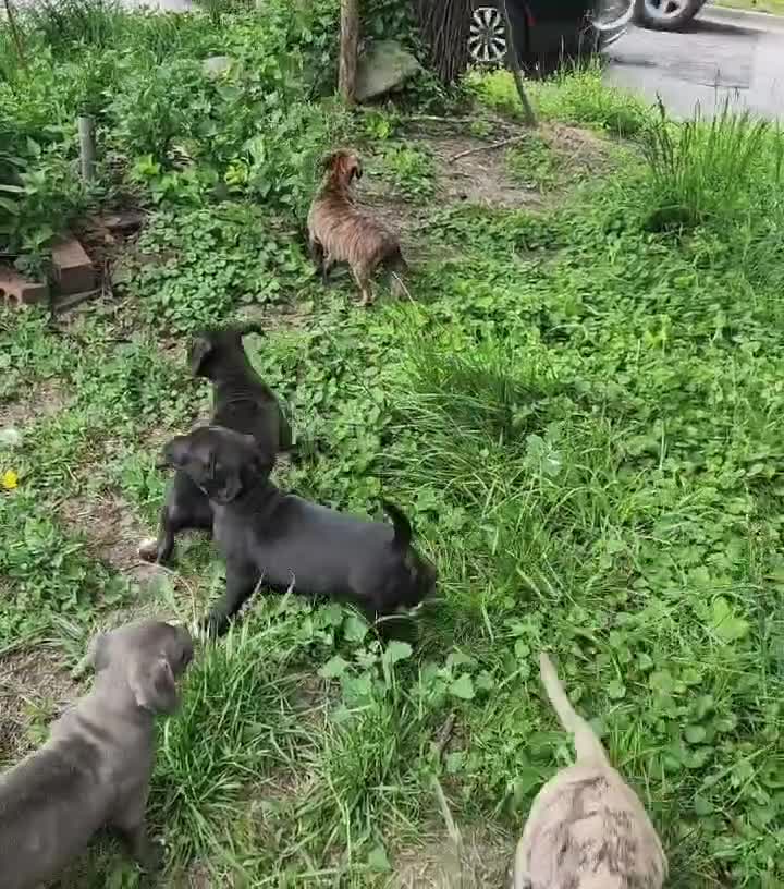 Mixed Breed dogs for sale: Mixed Breed Puppy 1 - Video 3