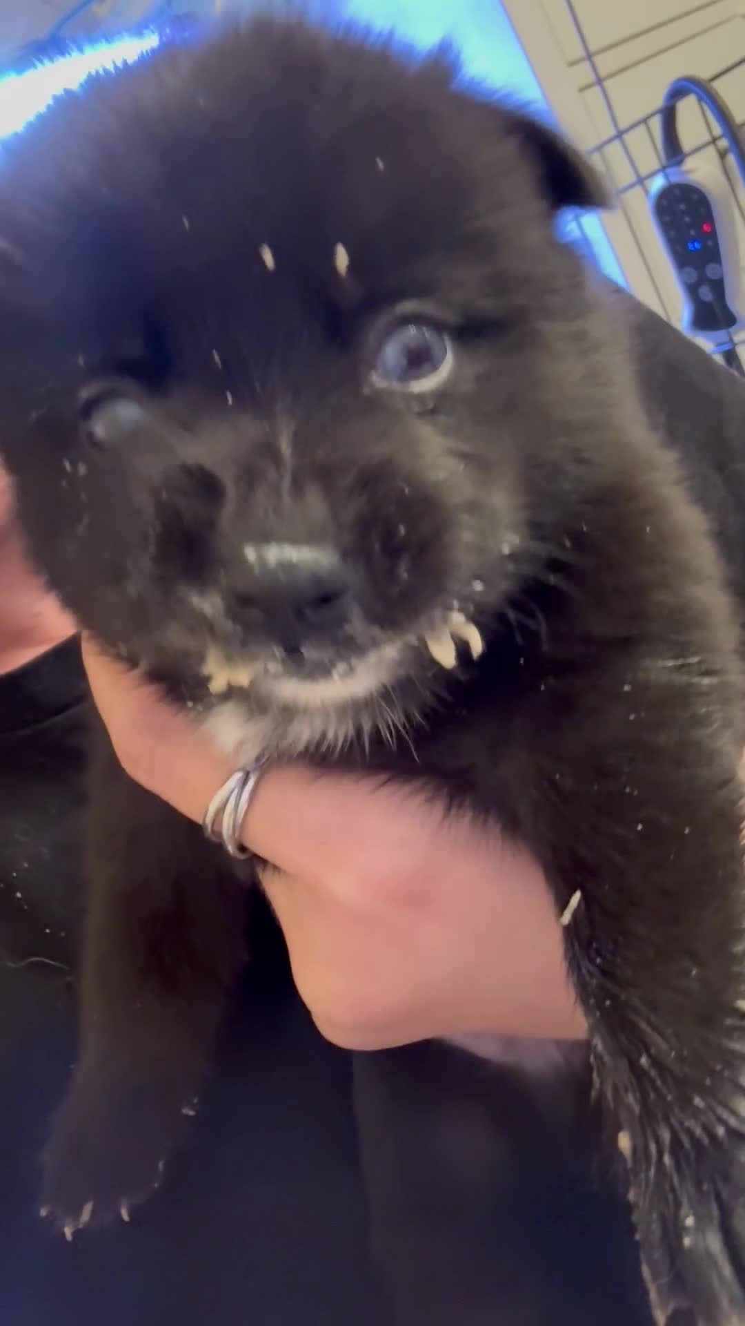 Pomsky dogs for sale: D2  - Video 1