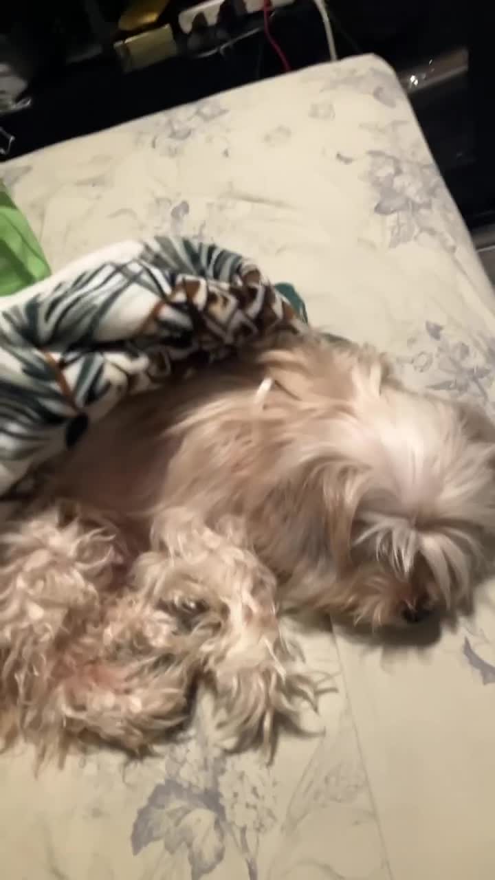 Yorkshire Terrier dogs for sale: Yorkshire Terrier Puppy 1 - Video 1