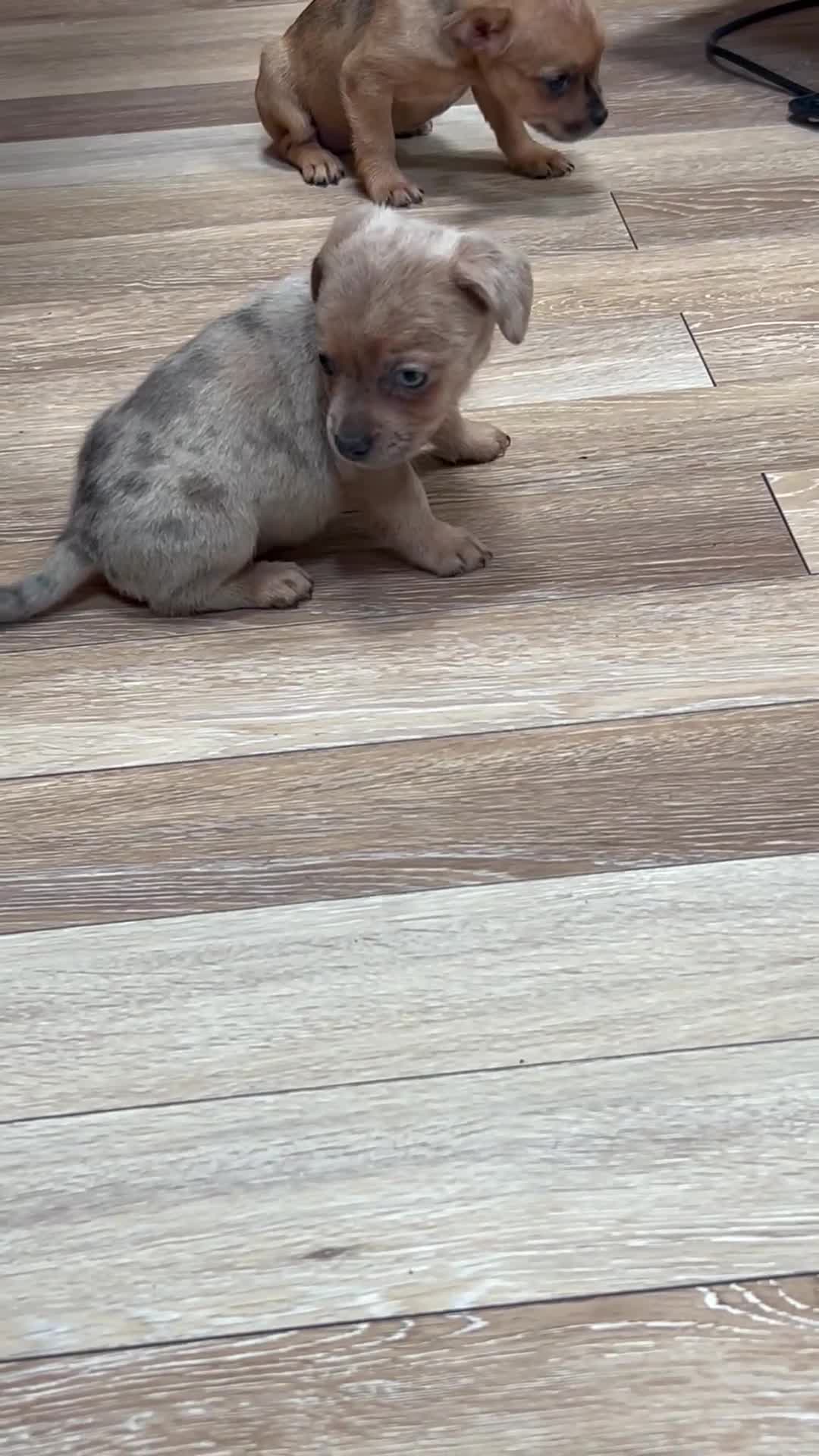 Mixed Breed dogs for sale: Beauty  - Video 1