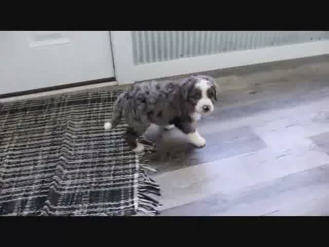 Mini Bernedoodle dogs for sale: Jimmy - Video 1