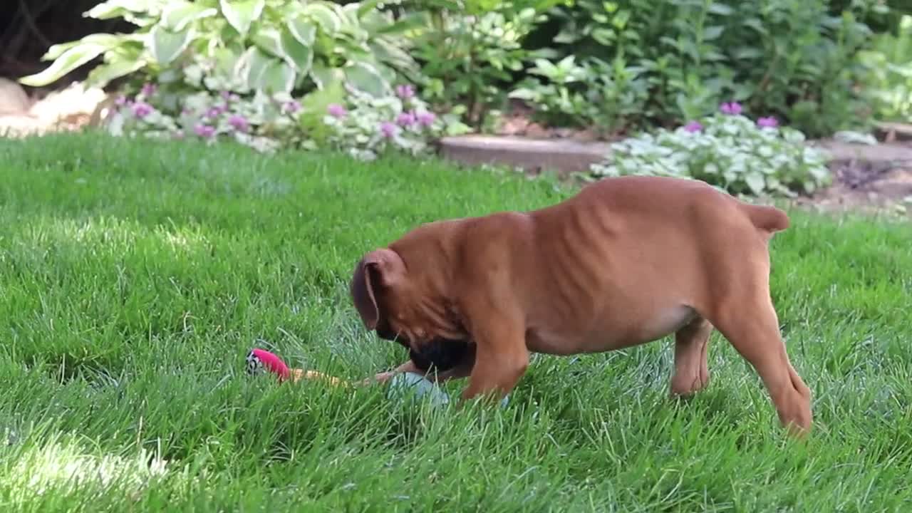 Boxer dogs for sale: Lily - Video 1