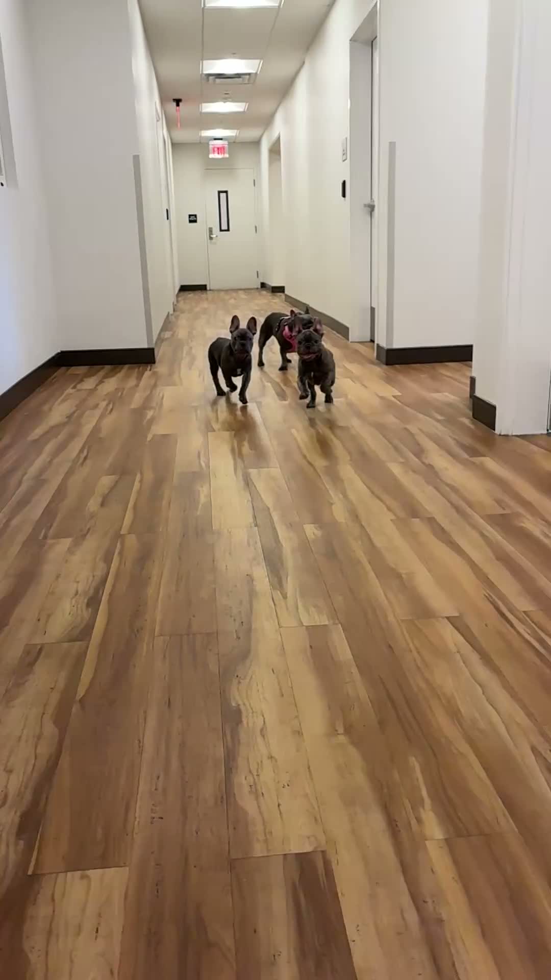 French Bulldog dogs for sale: Kilo  - Video 1