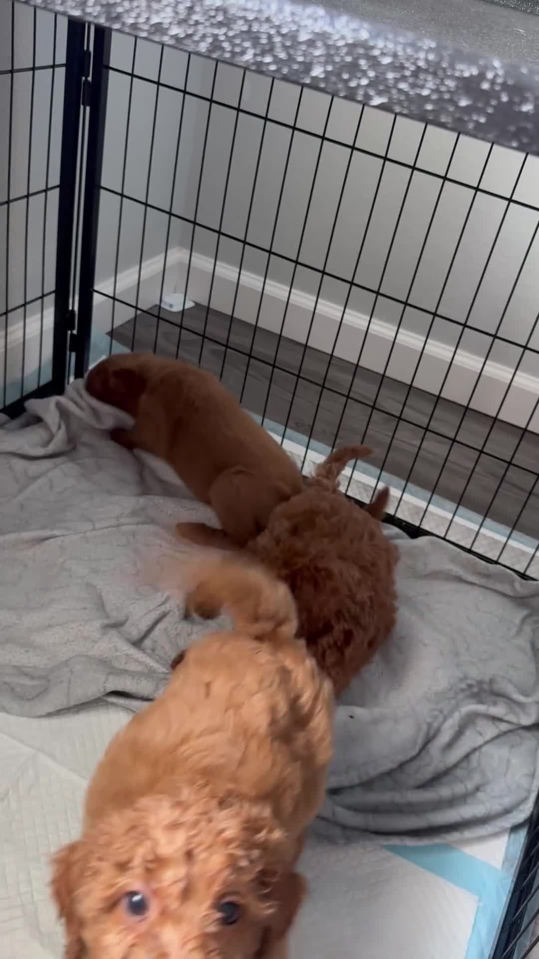 Mini Goldendoodle dogs for sale: Mini Goldendoodle 2 - Video 1
