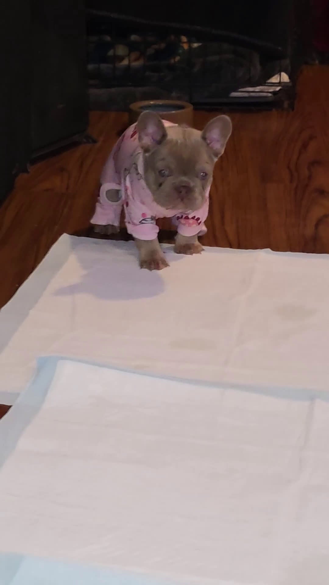 French Bulldog dogs for sale: Bella - Video 1