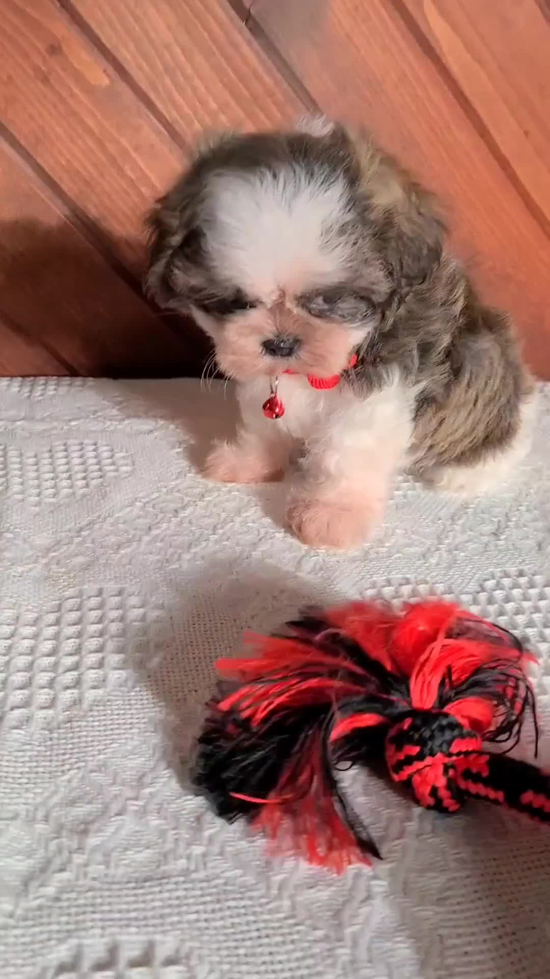 Shih Tzu dogs for sale: Lilly  - Video 1