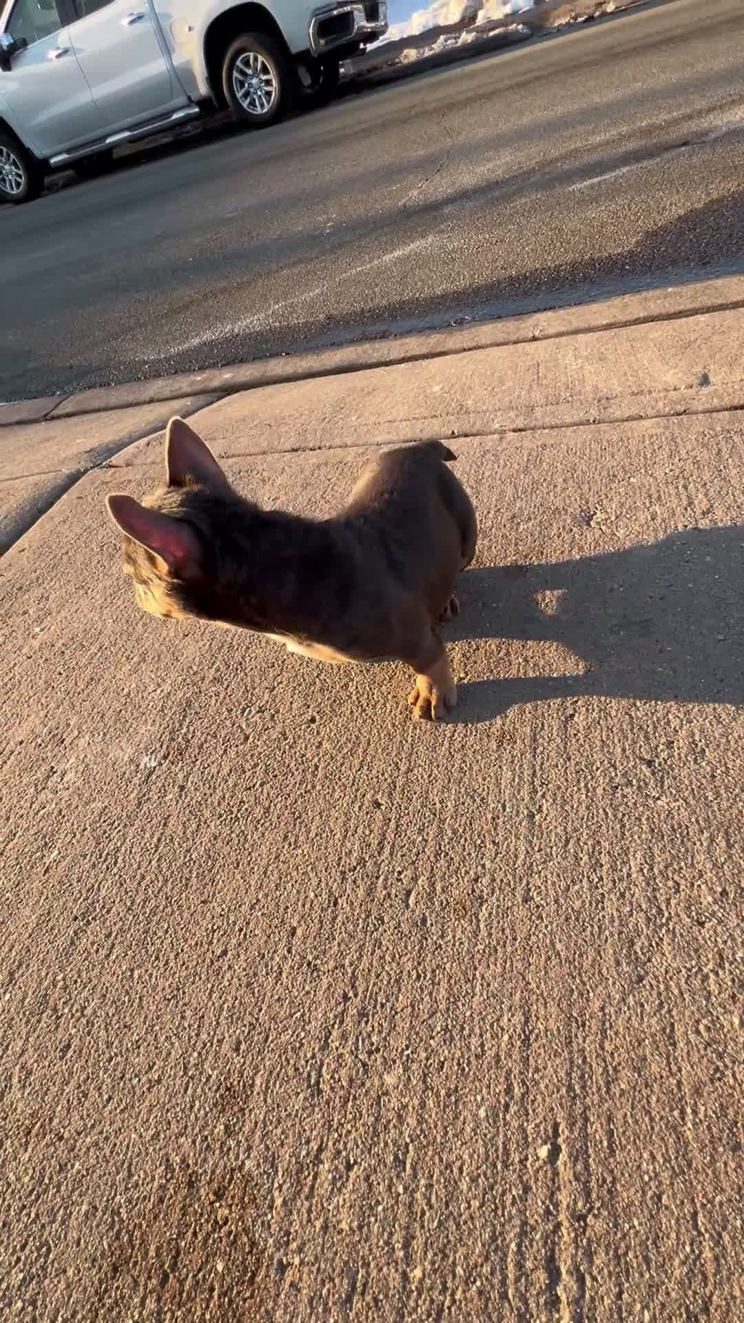 French Bulldog dogs for sale: French Bulldog Puppy 1 - Video 1