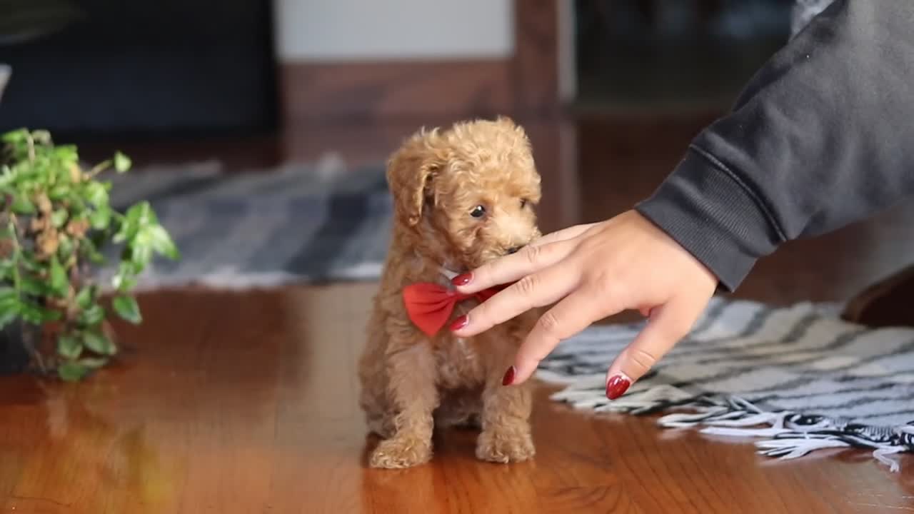 Miniature Poodle dogs for sale: Chloe - Video 2