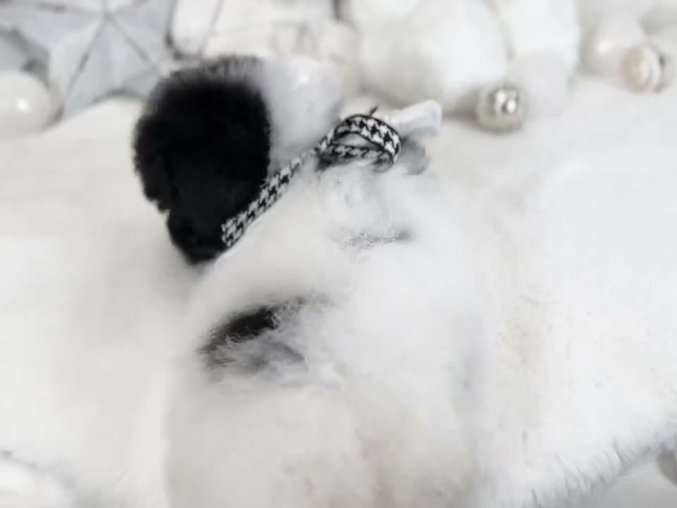 Toy Poodle dogs for sale: Adelaidee - Video 1