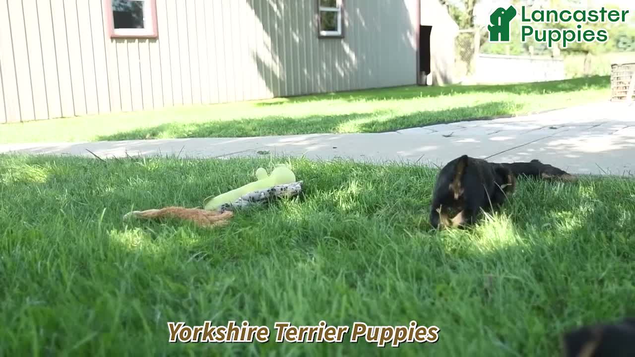Yorkshire Terrier dogs for sale: Sylvia - Video 1
