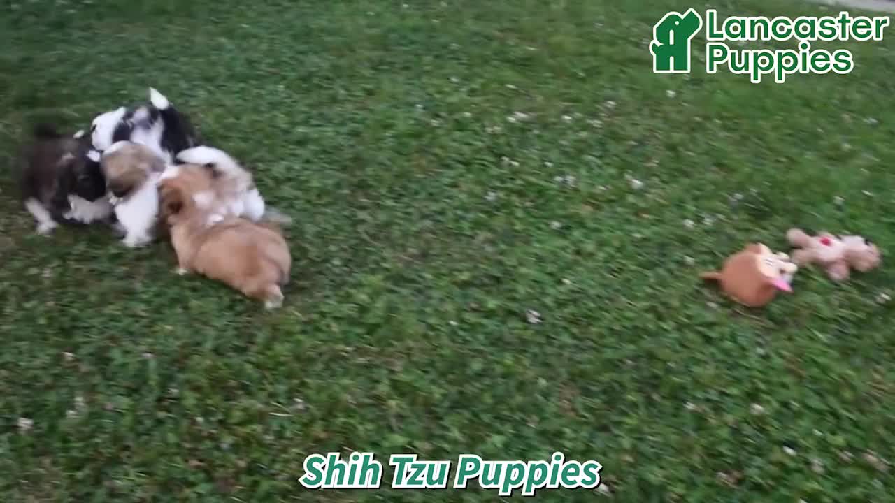 Shih Tzu dogs for sale: Lucky - Video 1