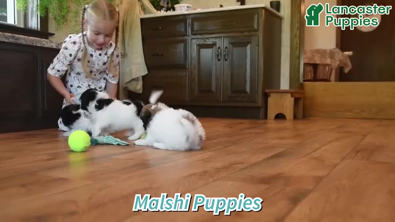 Malshi dogs for sale: Tootsie - Video 1