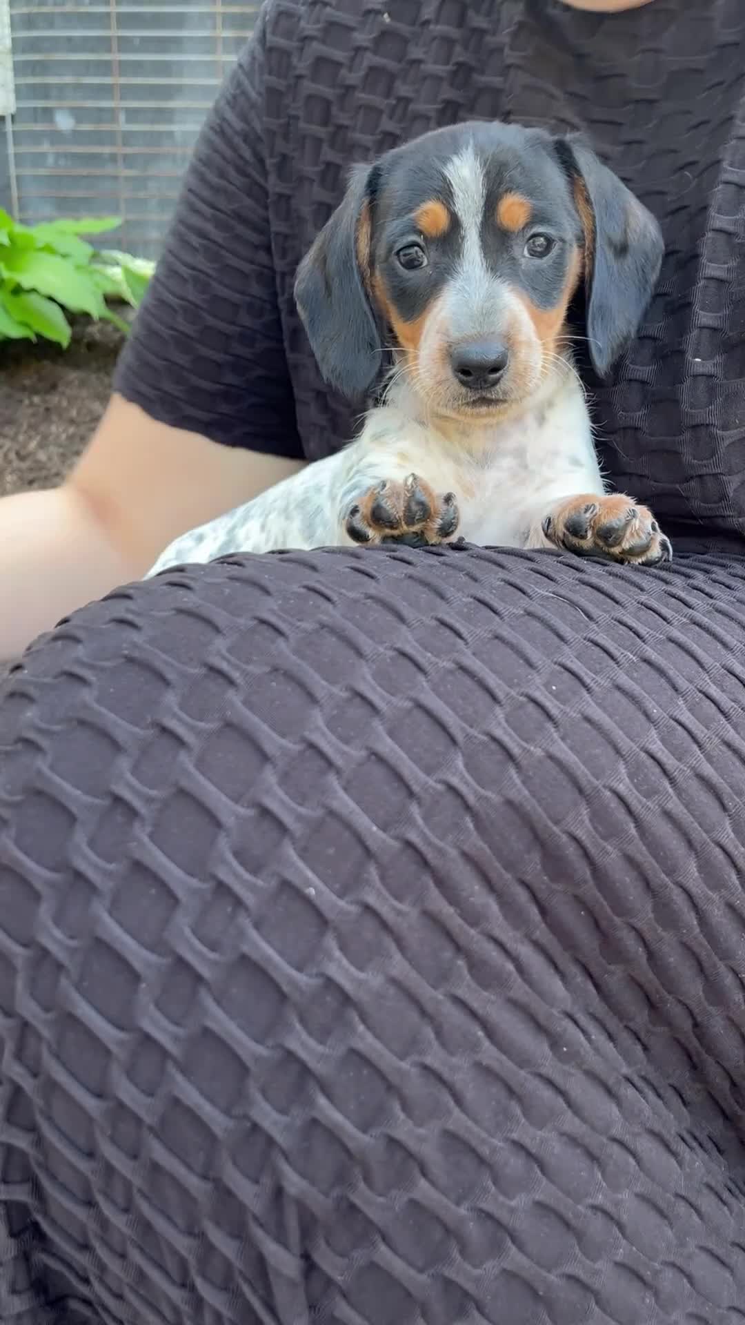 Miniature Dachshund dogs for sale: Glory - Video 1
