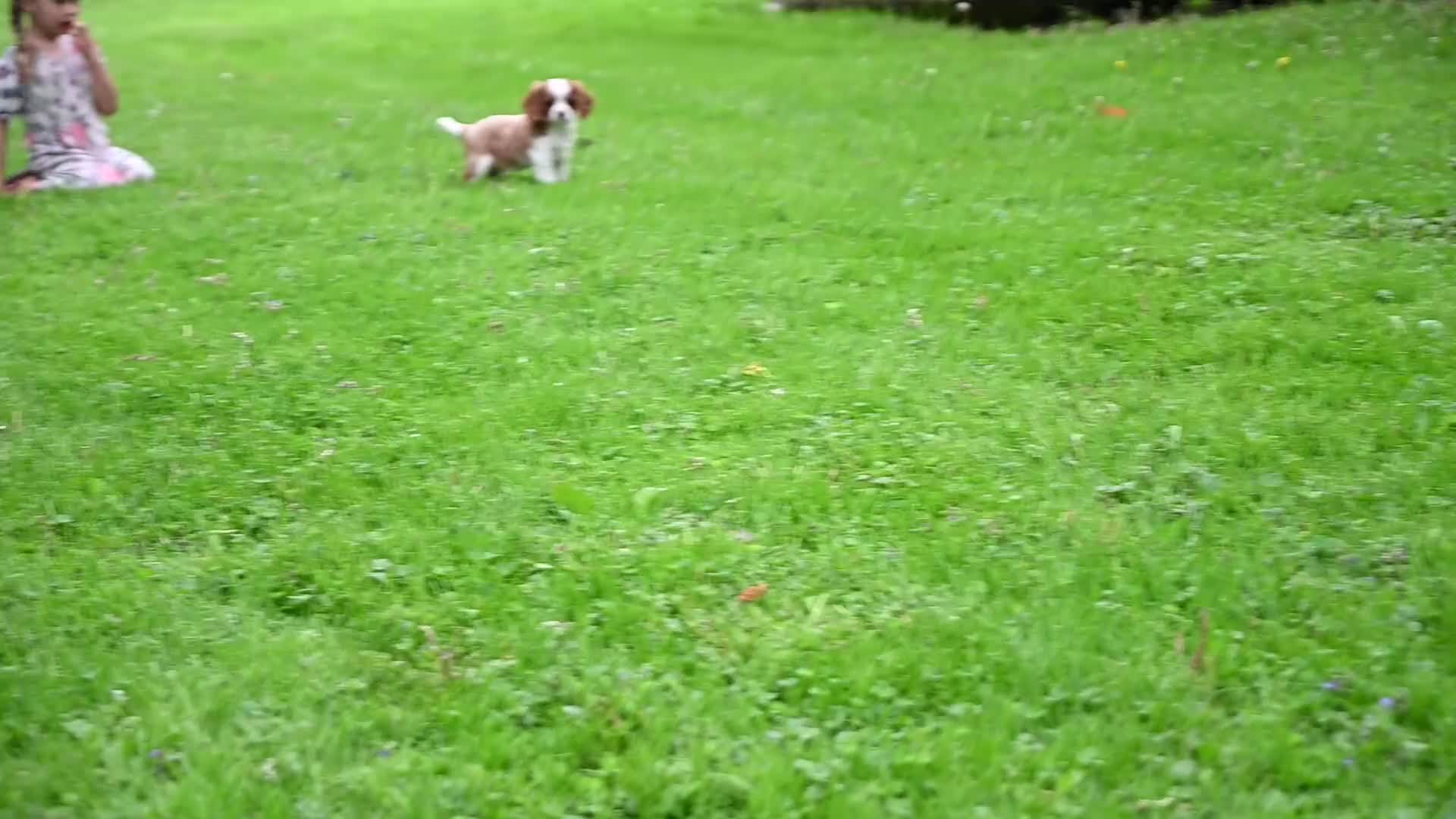 Cavalier King Charles Spaniel dogs for sale: Vance - Video 1