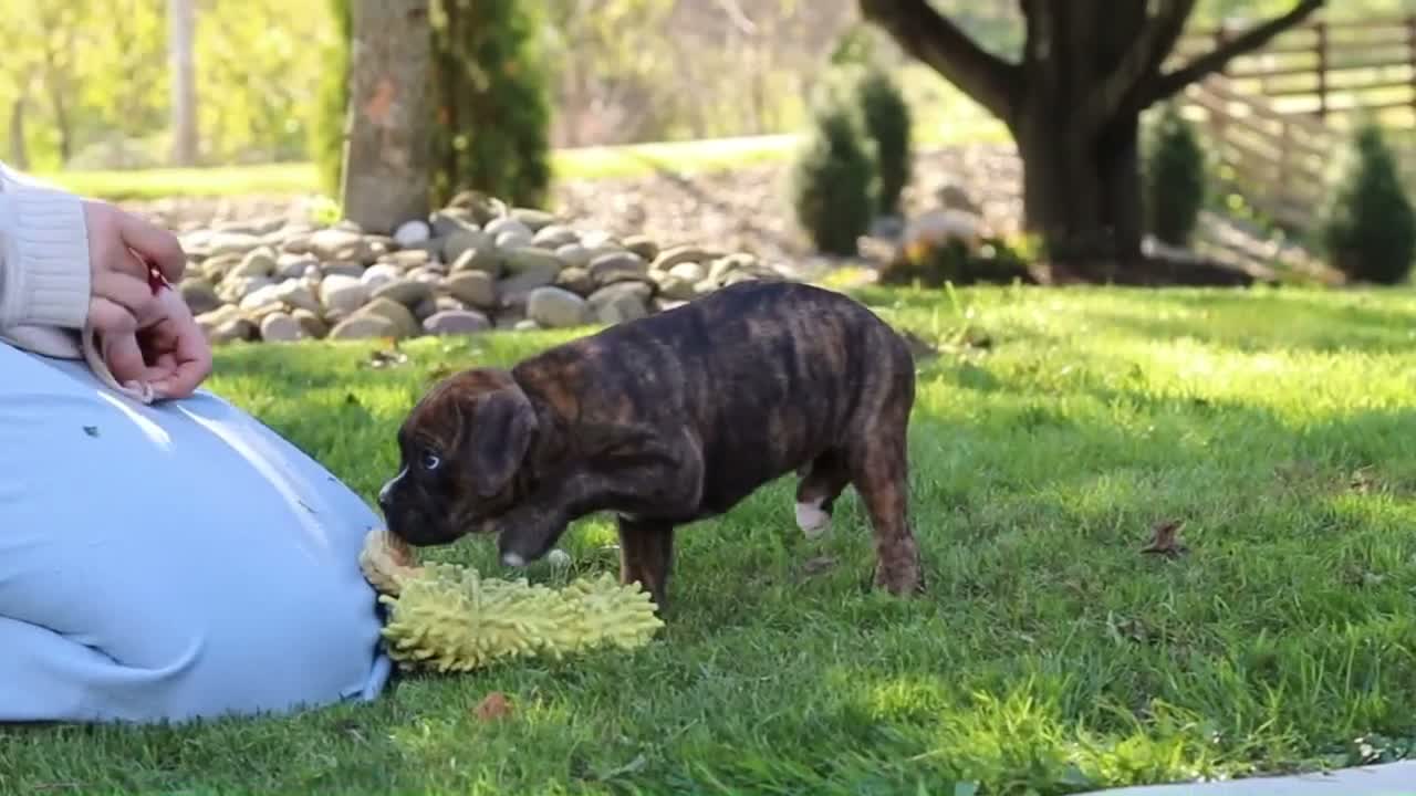 Boxer dogs for sale: Theo - Video 2