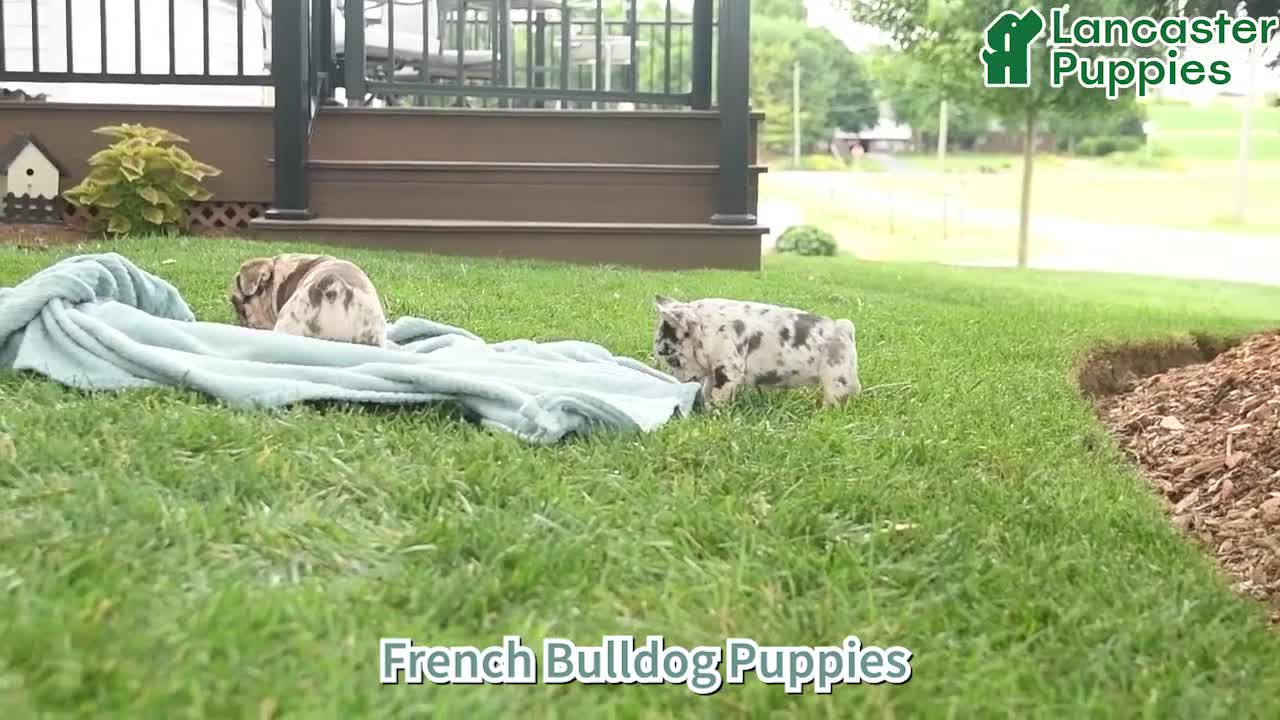 French Bulldog dogs for sale: Duke  - Video 1