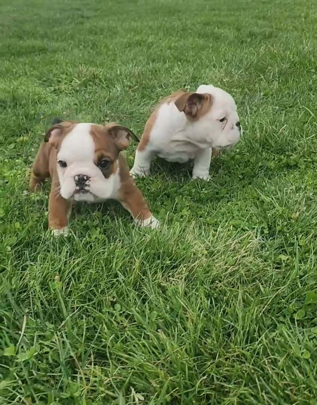 English Bulldog dogs for sale: AKC Arnold  - Video 2