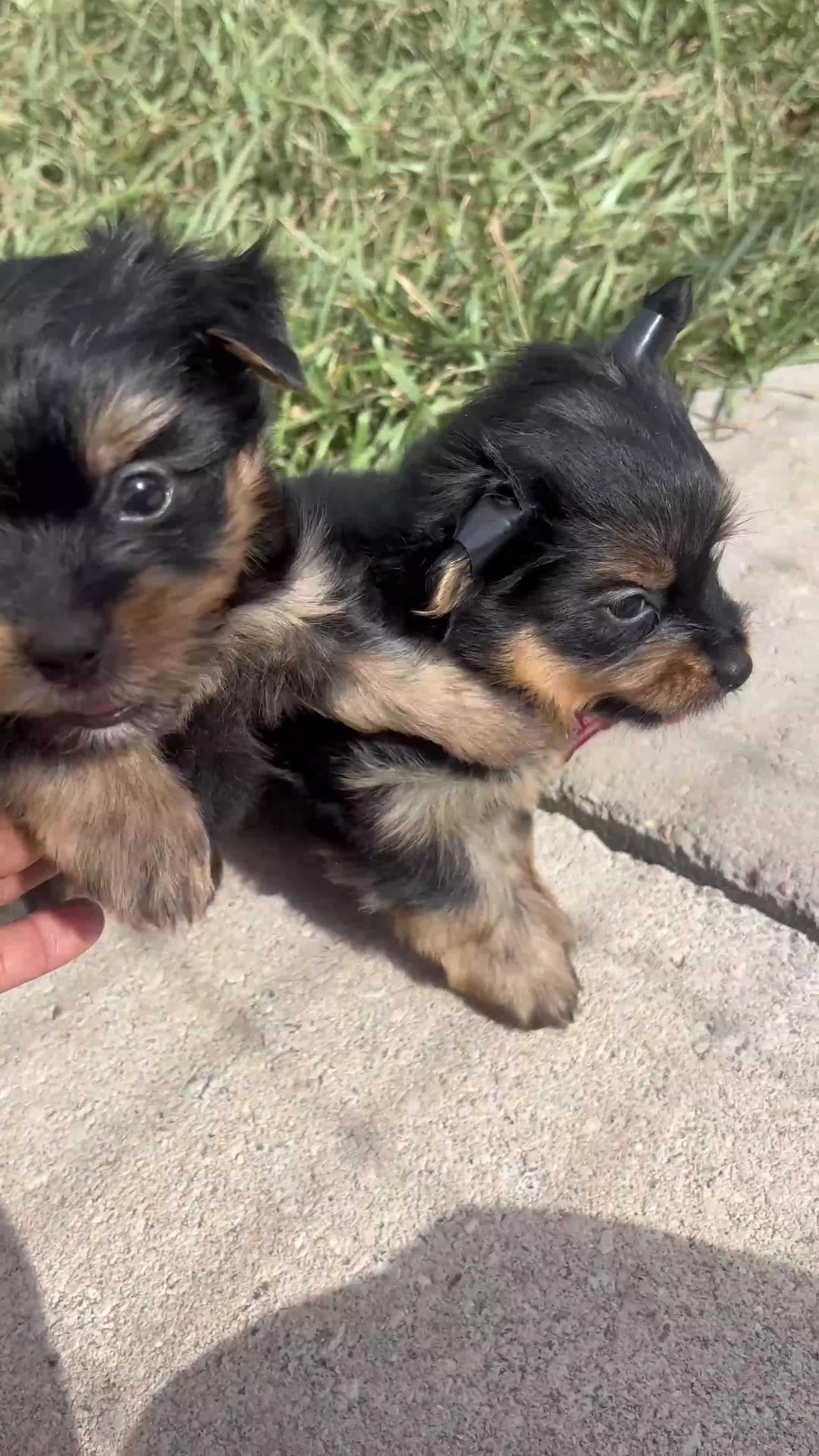 Yorkshire Terrier dogs for sale: Yorkshire Terrier 2 - Video 1