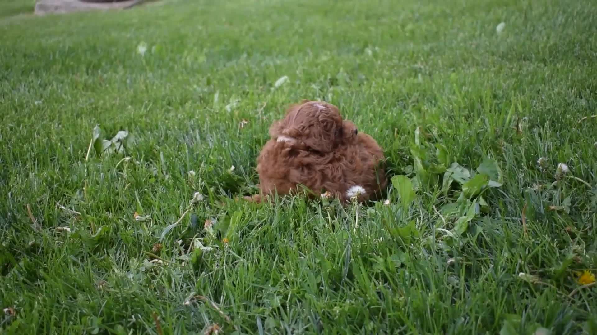Miniature Poodle dogs for sale: Denver  💕🐶 - Video 1