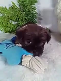 Shorkie dogs for sale: Bear - Video 1