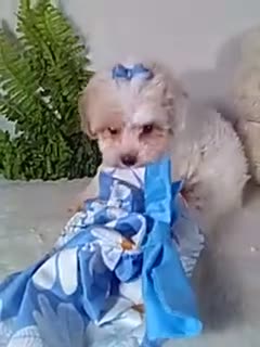 Bichpoo dogs for sale: Jasmine  - Video 1