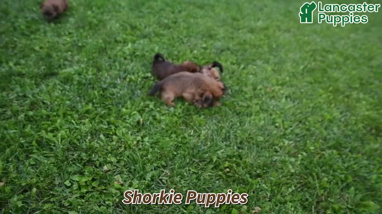 Shorkie dogs for sale: Brooke - Video 1