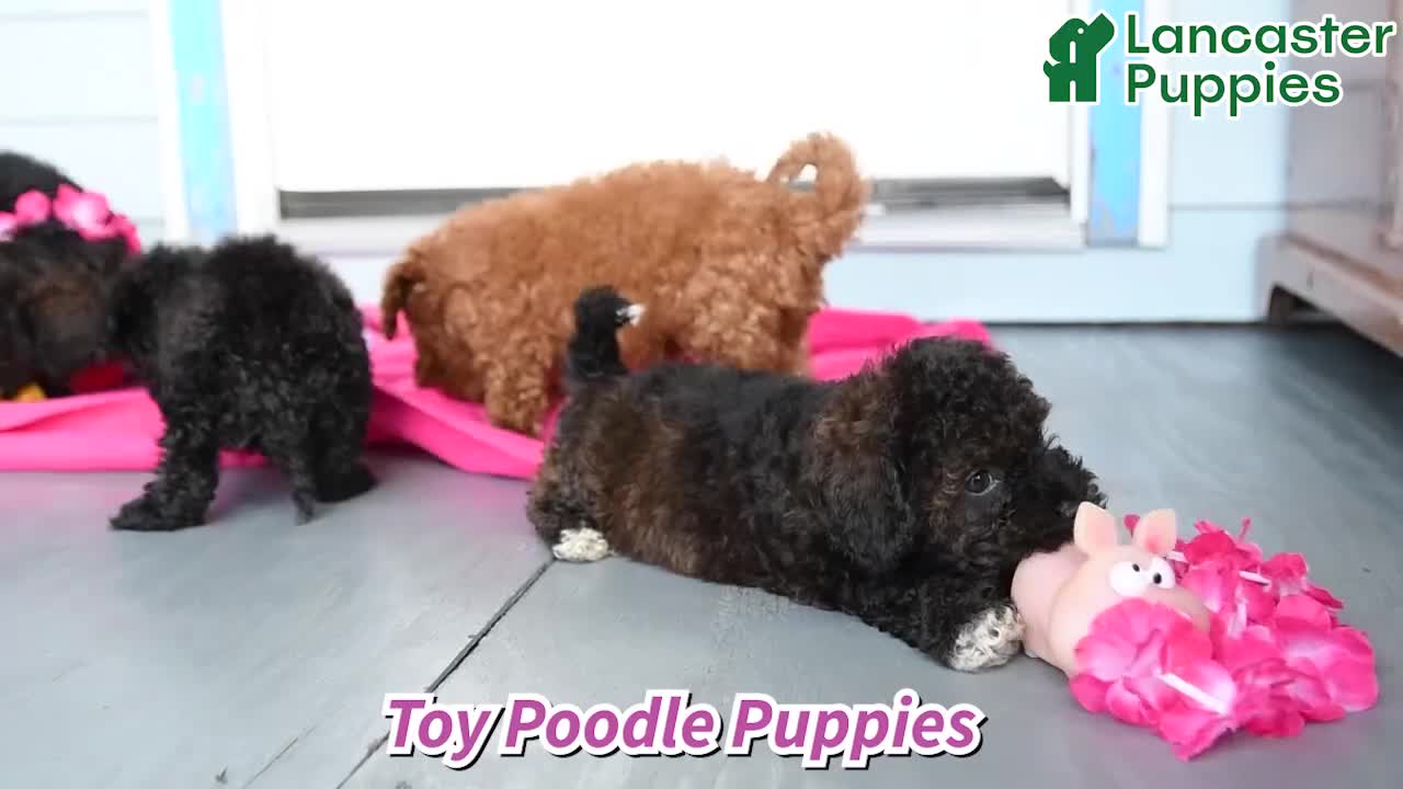 Toy Poodle dogs for sale: Tucker - Video 1