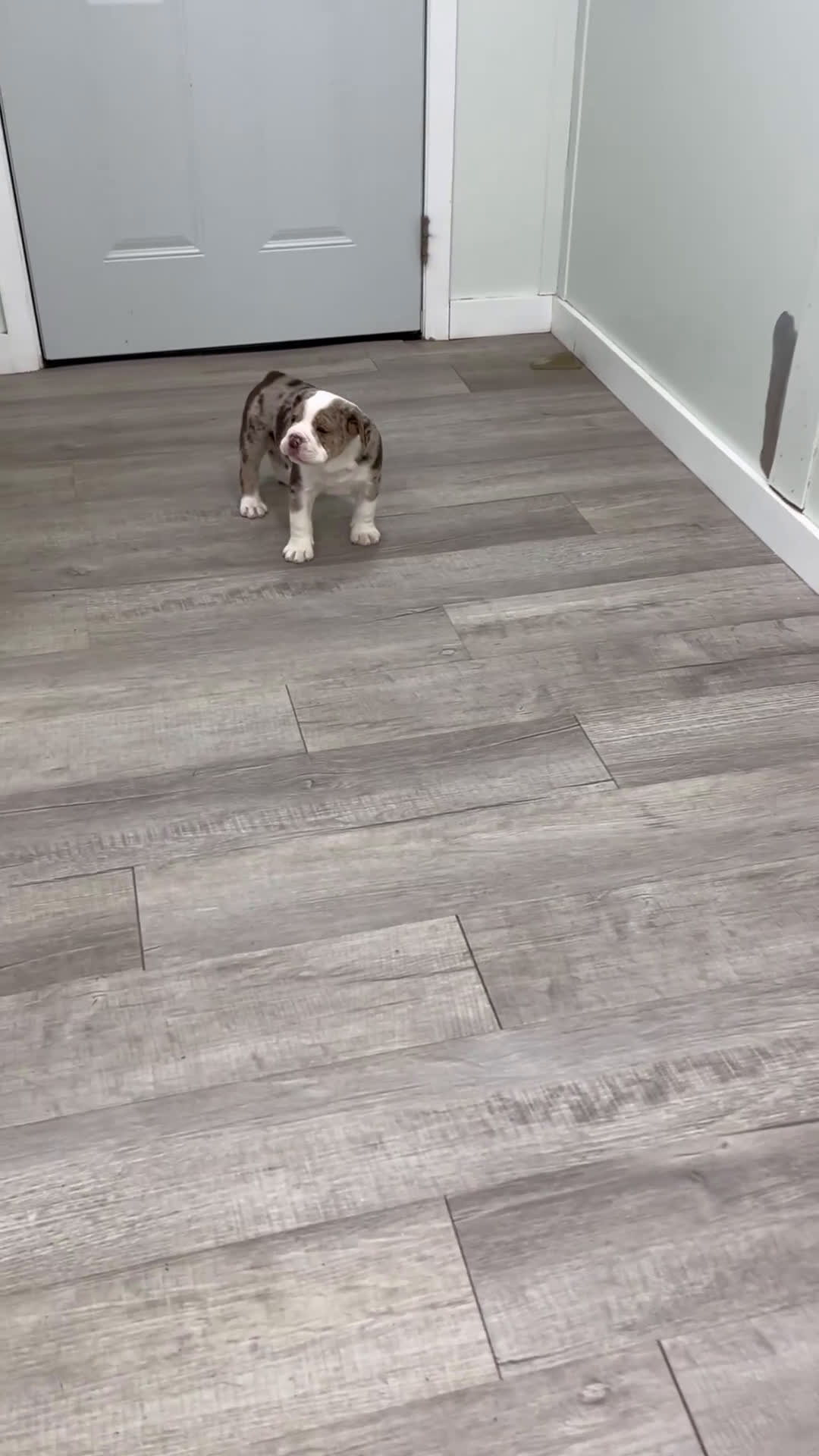 Beabull dogs for sale: Parker - Video 1