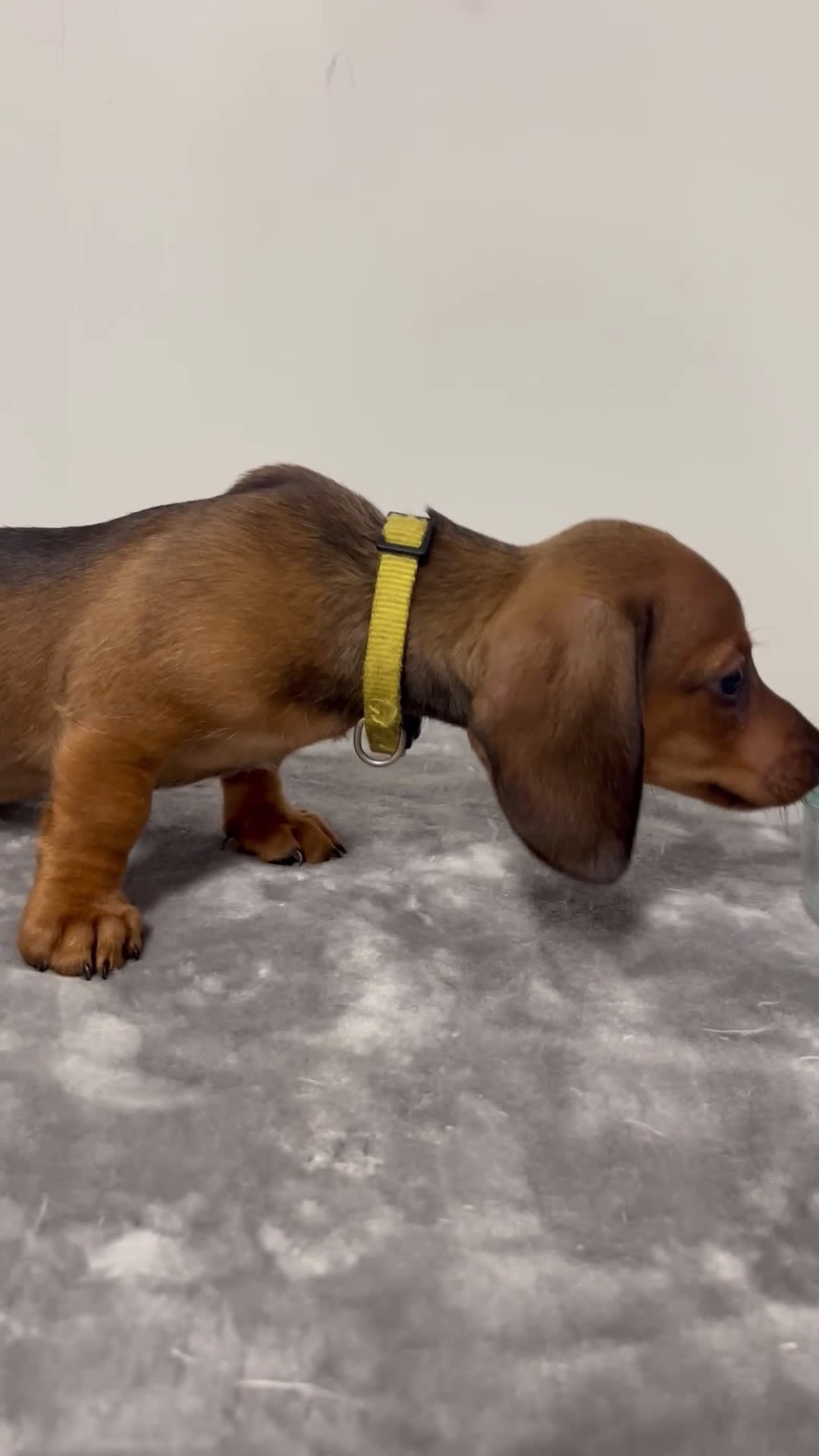 Miniature Dachshund dogs for sale: Miniature Dachshund gem - Video 1