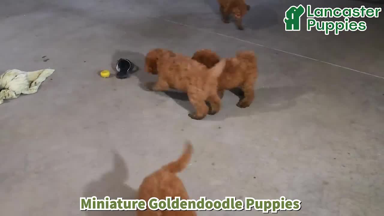 Mini Goldendoodle dogs for sale: Sherry - Video 1