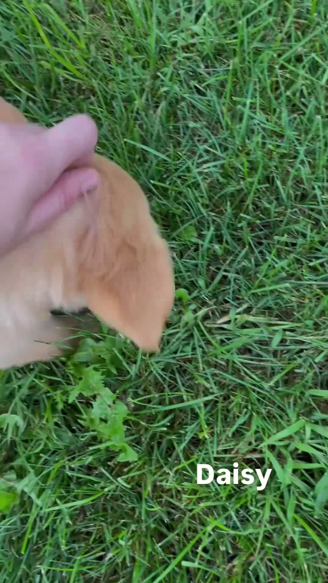 Golden Retriever dogs for sale: Daisy  - Video 1