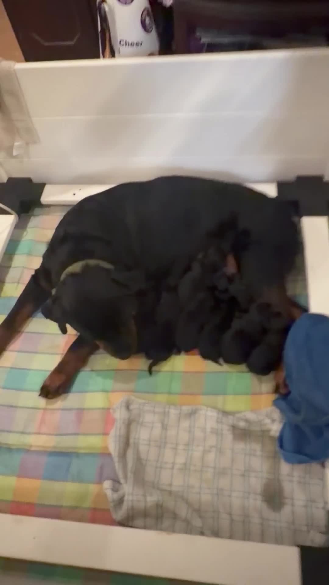 Rottweiler dogs for sale: Rottweiler Puppy 1 - Video 1