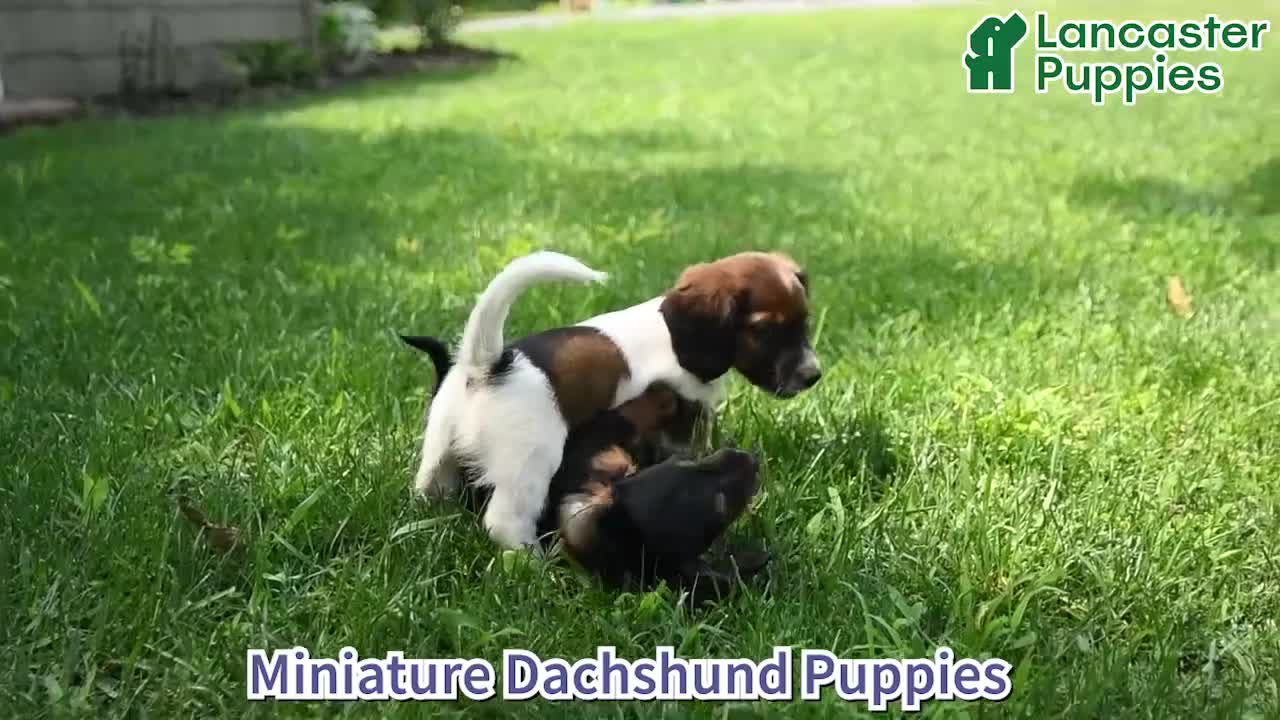 Mixed Breed dogs for sale: Almond - Video 1