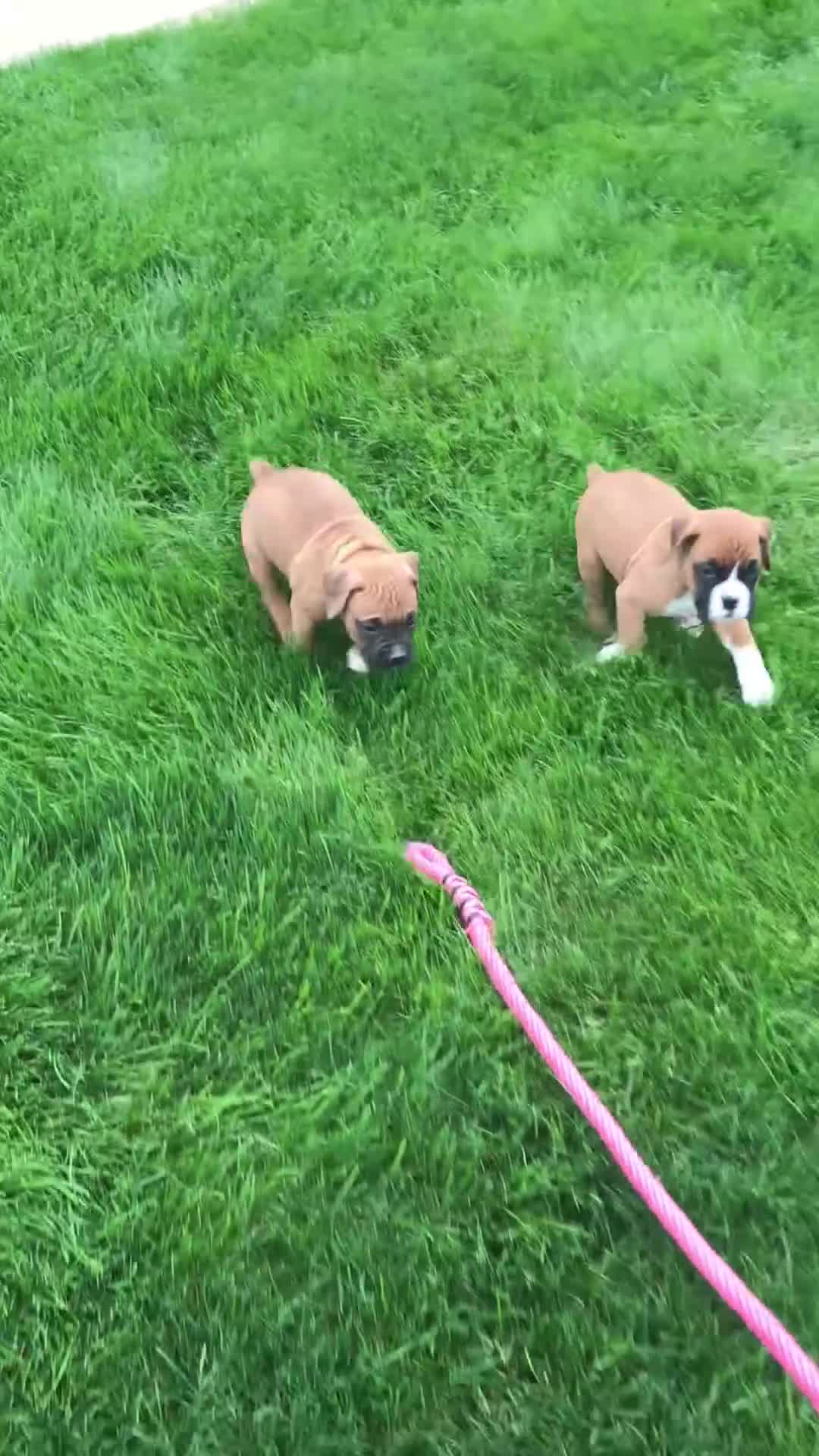 Boxer dogs for sale: Boxer Puppy 4 - Video 3