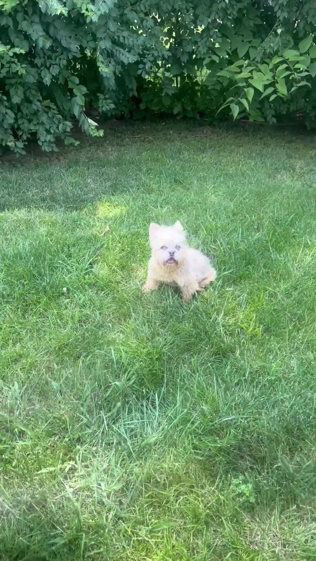 French Bulldog dogs for sale: Swaggy Bear - Video 1