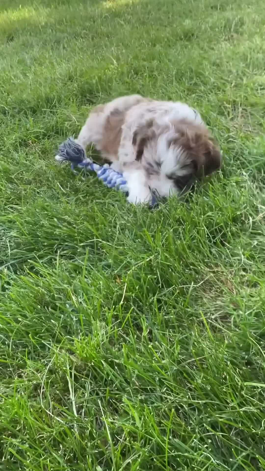 Mini Aussiedoodle dogs for sale: June 🎀 - Video 1