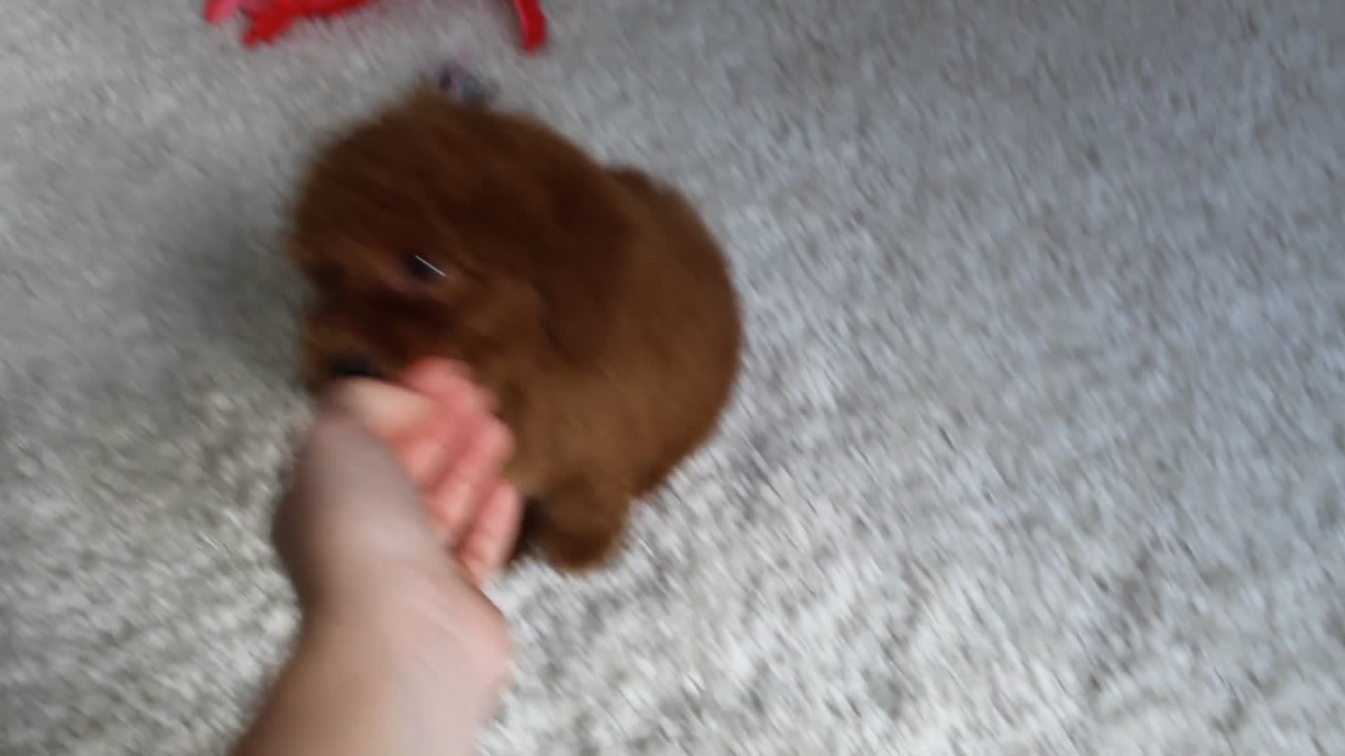 Toy Poodle dogs for sale: Maxwell - Video 1