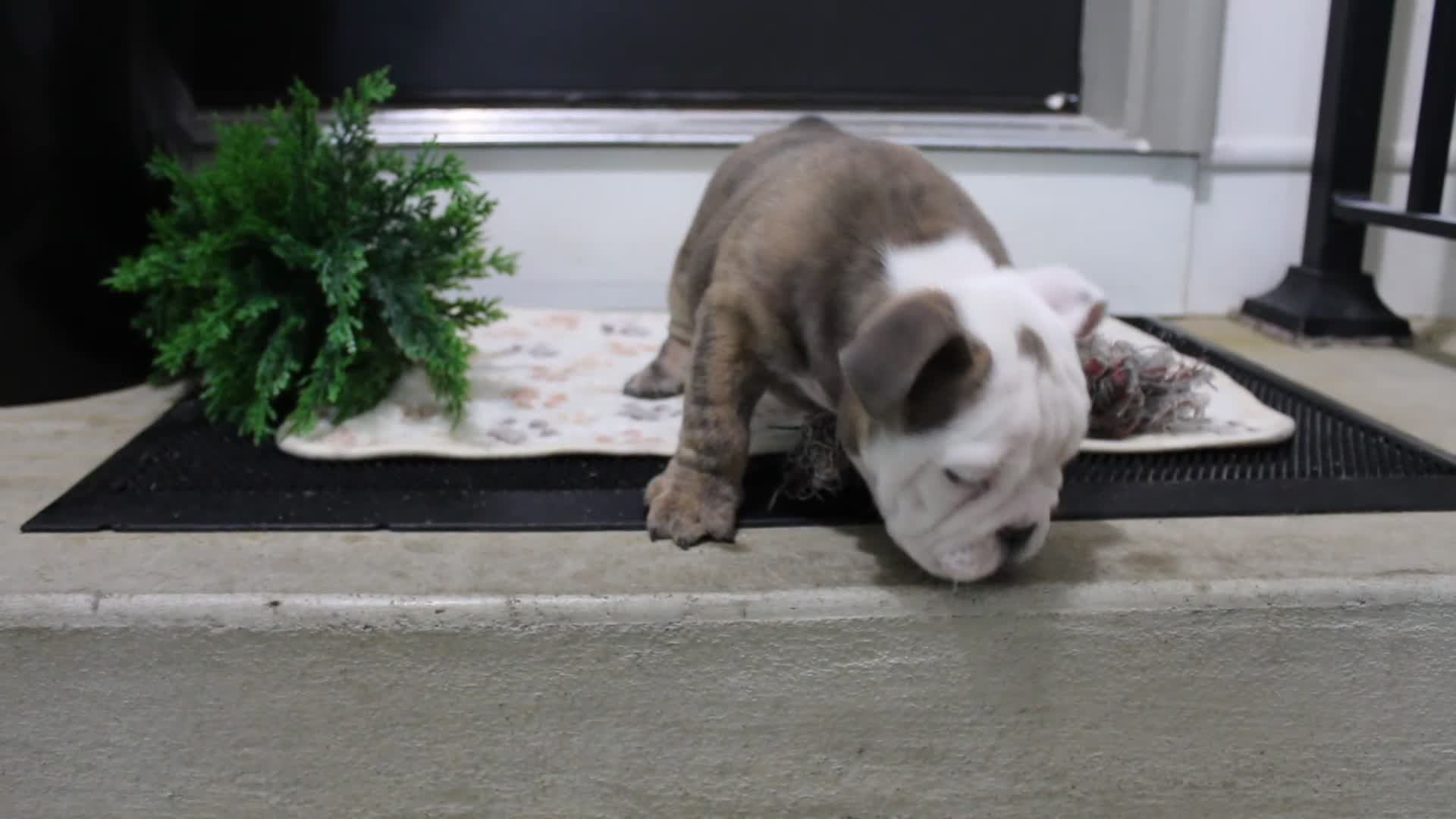 English Bulldog dogs for sale: Curry - Video 1