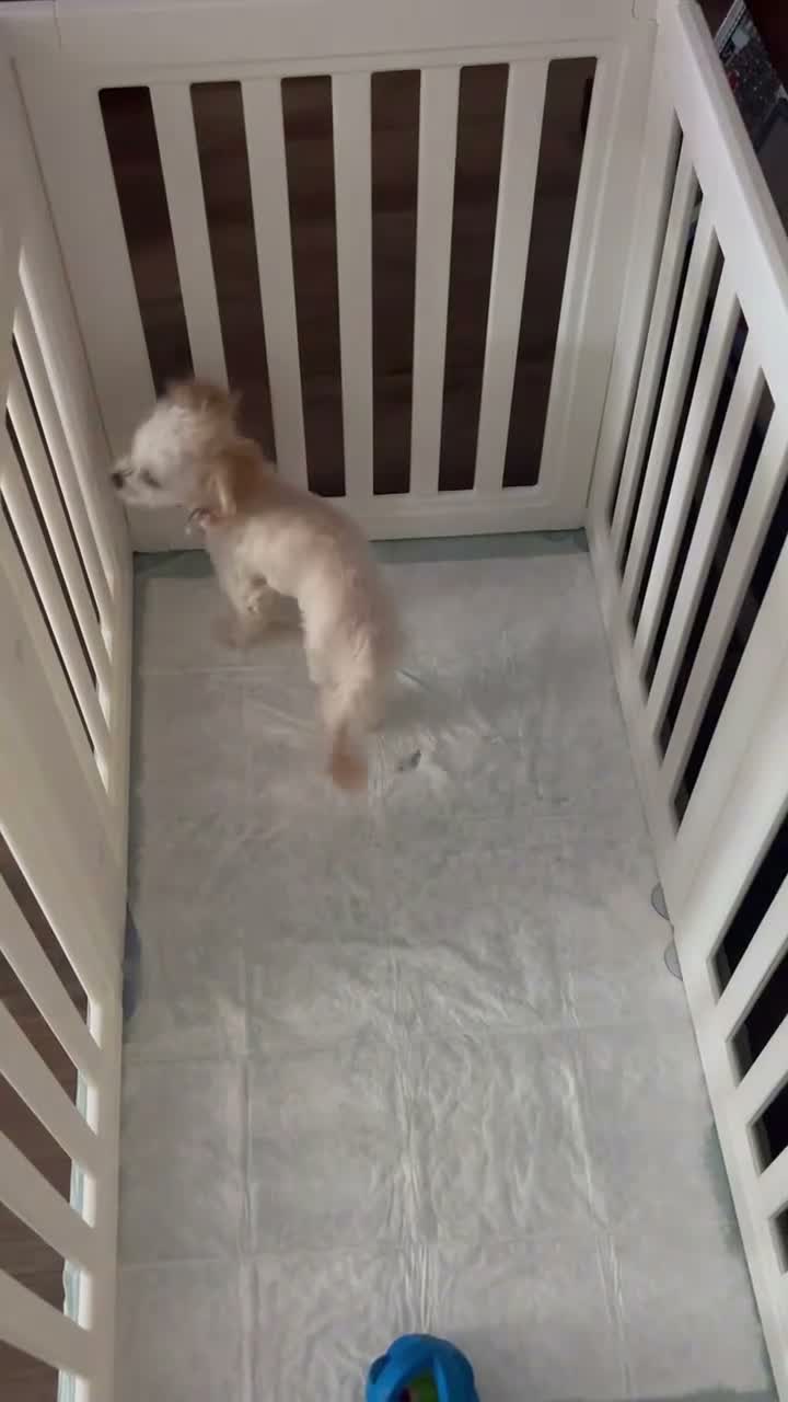 Maltipoo dogs for sale: Lolly - Video 1