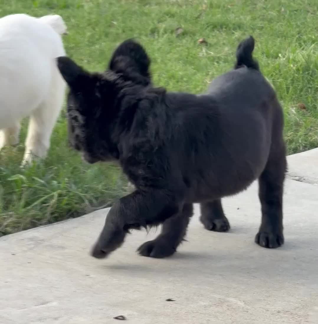 French Bulldog dogs for sale: Harlem - Video 1